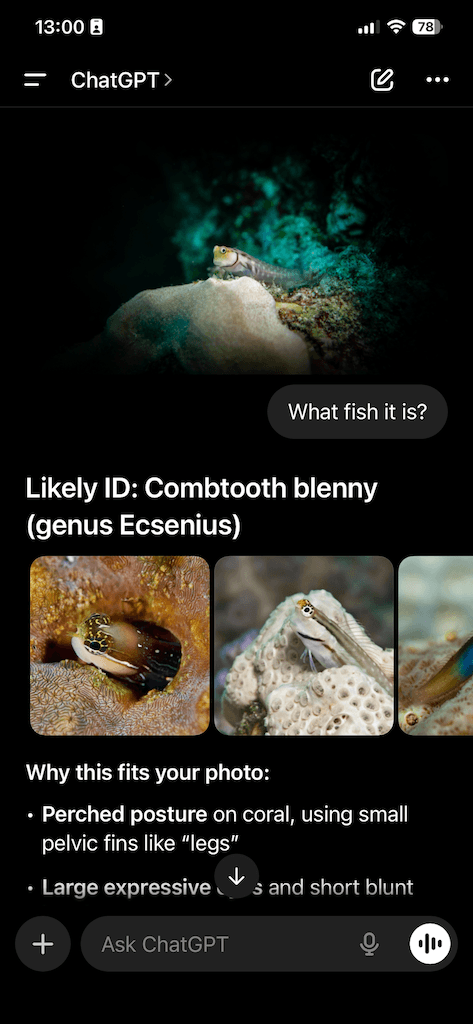 ChatGPT fish identification conversation