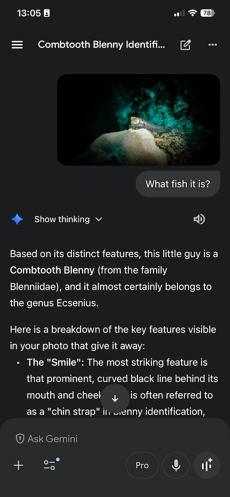 Google Gemini fish identification conversation