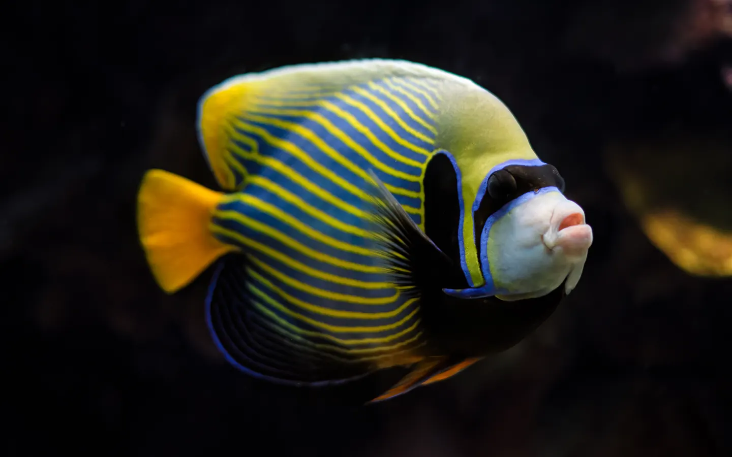 Emperor angelfish framed by the Seabook photo scanner