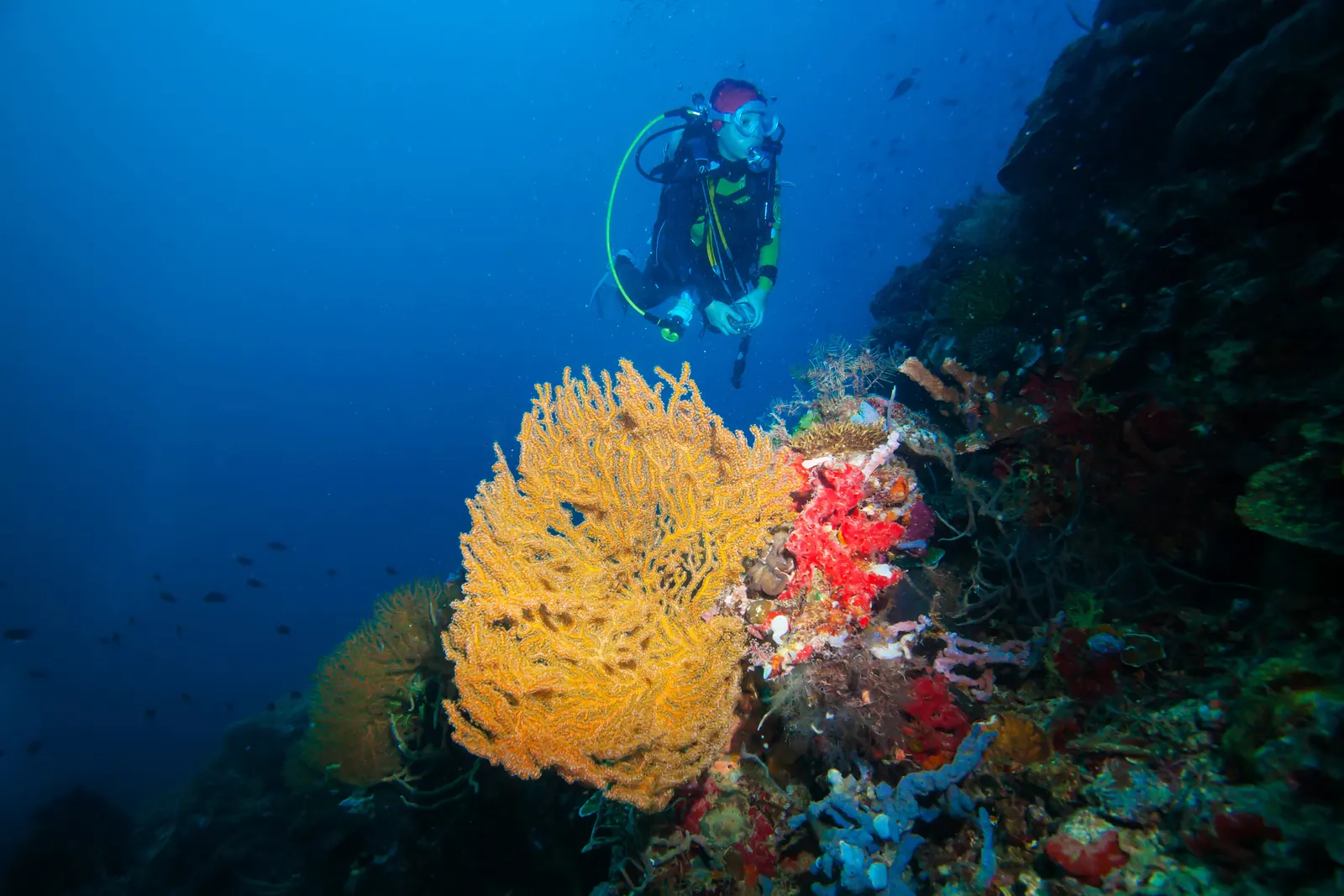 Scuba diver looking at a coral reef wall